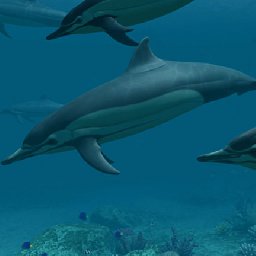 3PlaneSoft Dolphins 3D Screensaver 11% 折扣 代码